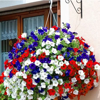 

100Pcs Petunia Seeds Bonsai Flower Seeds Plant Ornamental For Home Garden