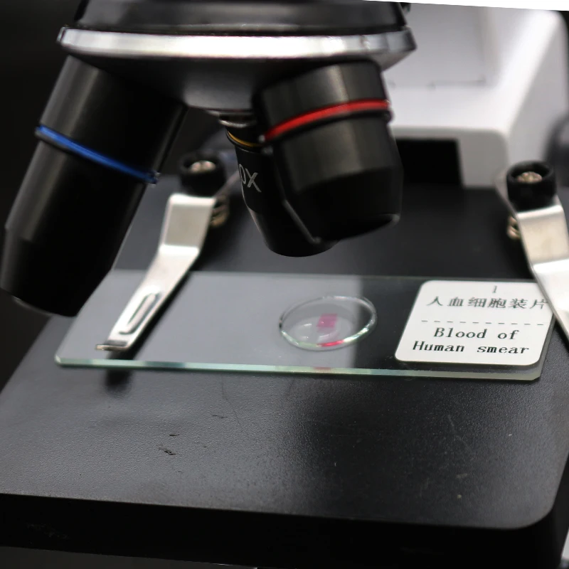 Prepared Microscope Slides Glass Biological Specimen Animal Plant Human Tissue Slide for Student Education Studying 12 50 100