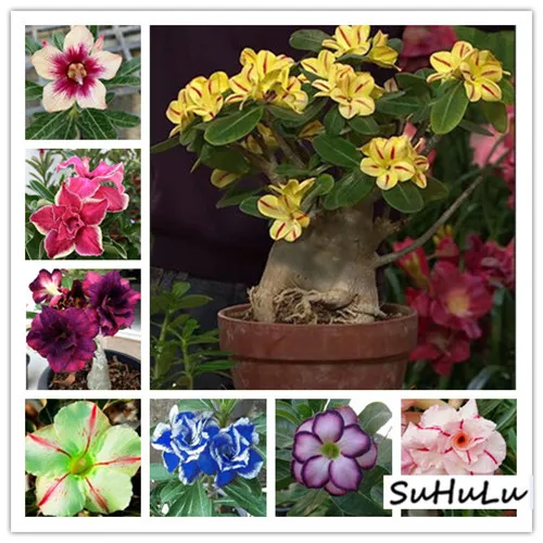 5 шт. 100% настоящая пустынная Роза экзотические растения Adenium Obesum цветы бонсай для