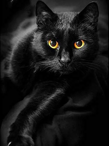 

Foreign Trade Wholesale Diamond Painting DIY5d Black Cat Full of Crystals Living Room Manufacturers Direct Selling Recruitment A