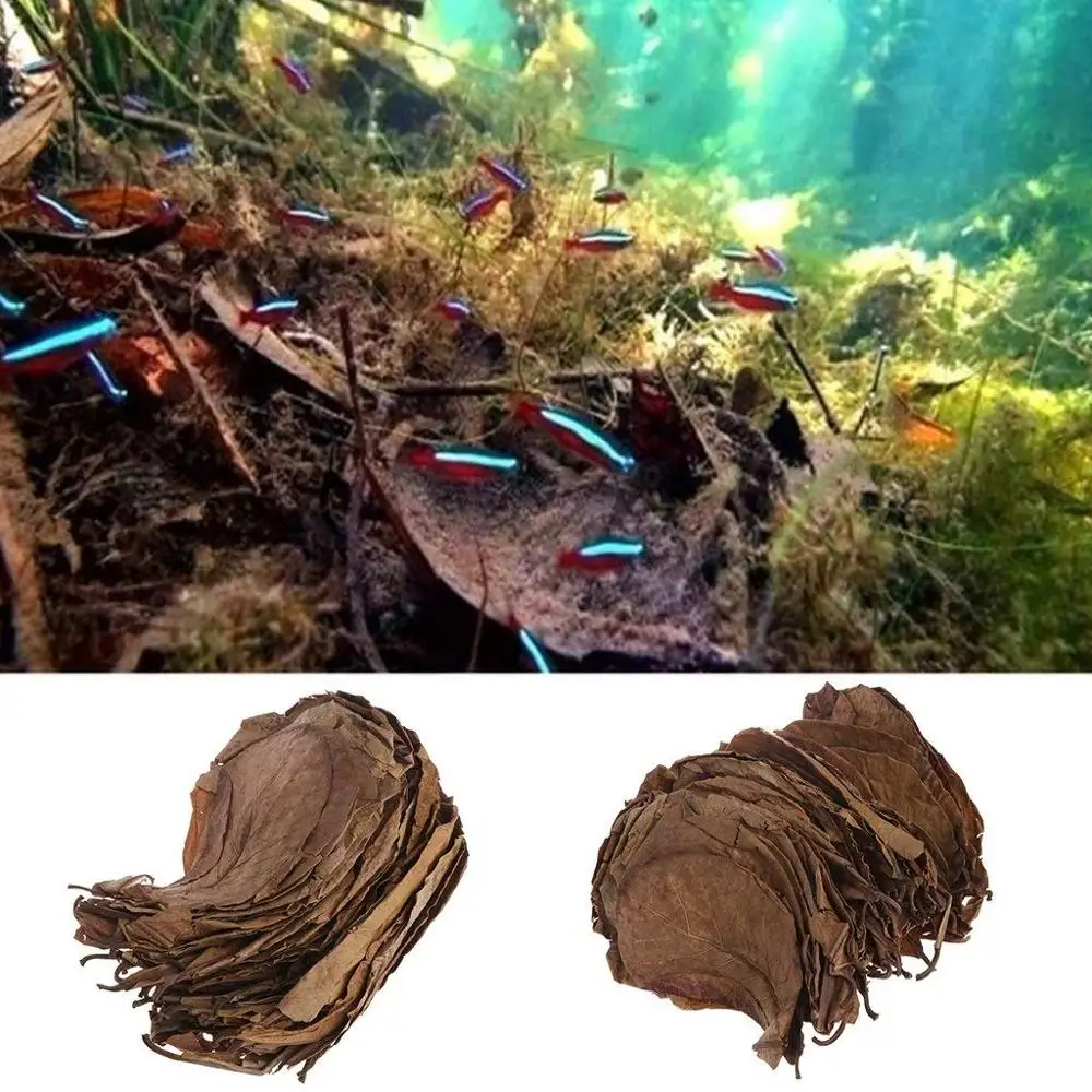50pcs Grade A Natural Terminalia Catappa Foetida Leaves Island Almond Leaf fish Cleaning/Treatment aquarium Tank