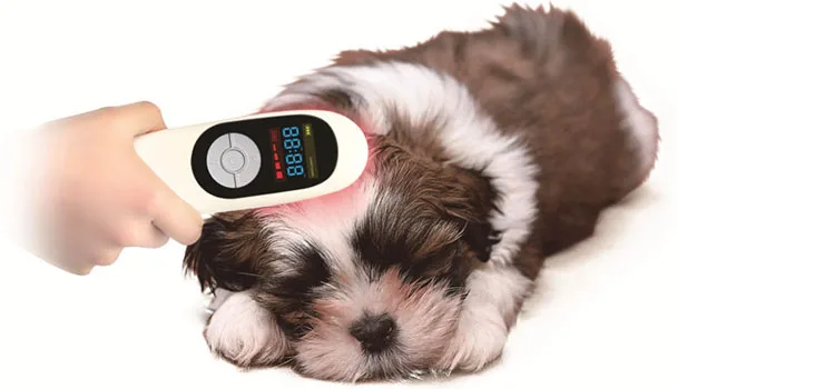 750-3laser therapy dog