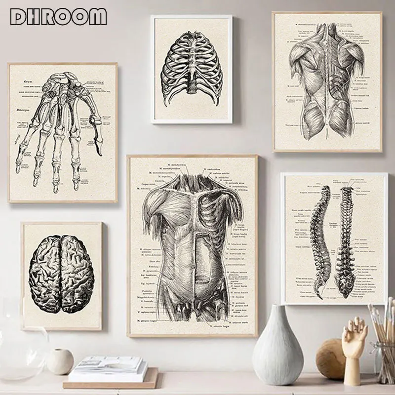 

Human Anatomy Poster Artwork Medical Wall Picture Muscle Skeleton Poster Nordic Canvas Print Education Painting Modern Decor