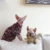Теплая Одежда Сфинкса Хлопчатобумажная Одежда Для Кошек Devin Handmade Pets Свитер Одежда Для Собак Ocelot Dog Зимняя Одежда