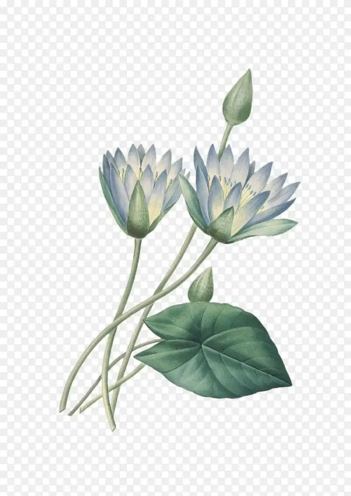 花卉设计版画艺术印刷花花png图片素材免费下载_图片编号5619578-png