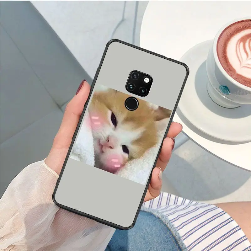 Cute funny funny kitten cat