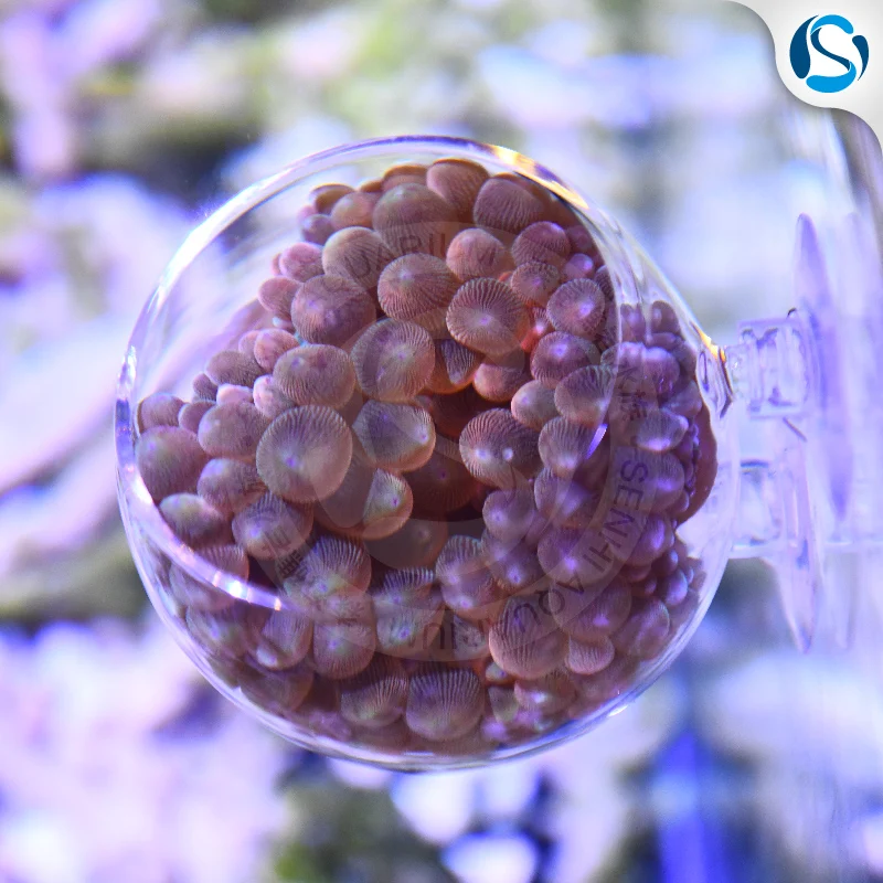 Senhi Coral Capezzolo Sea Lps Anemone Nest Sea Anemone Nipplo Nido Anti-Rolling Wave Ball Ventosa Anemone Nest House Room