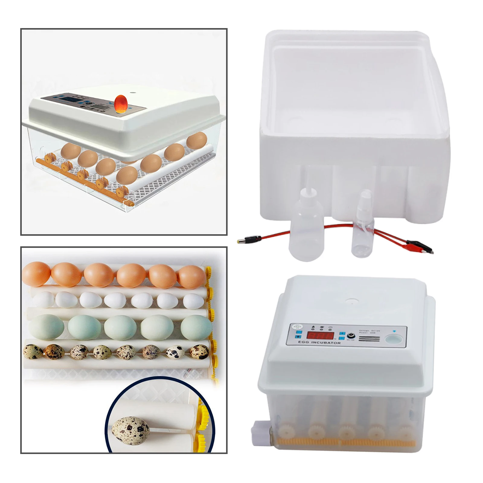 16 eggs