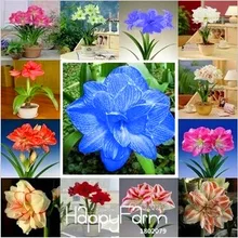 Большая распродажа! Amaryllis карликовые деревья, вселенцев Гиппеаструм лепестки Amaryllis-100 шт./пакет,# JNLMEI