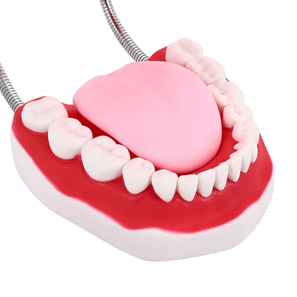 Модель человеческих зубов ПВХ Стоматология для медсестер школьная стоматологическая клиника доктор больница медсестры специализированные школьные учебные инструменты