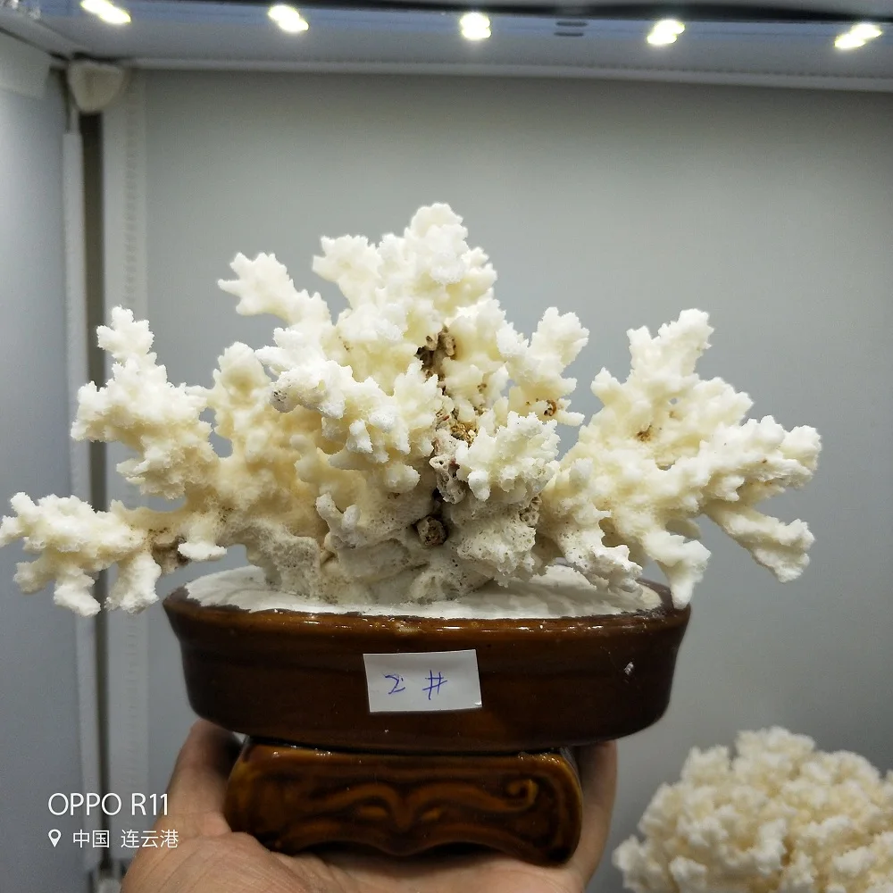 Натуральное Коралловое дерево белый Коралловый аквариум ландшафтный дизайн