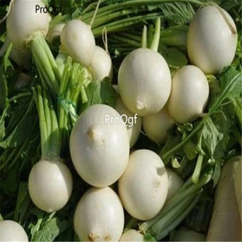 

Ngryise 8000Pcs A Set Rare White Radish