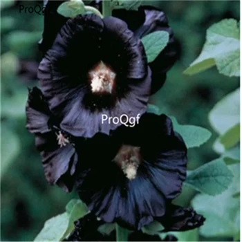 

Ngryise 3000pcs black Althaea rosea