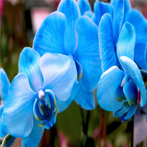16-kinds-100-Colorful-iris-Bonsai-Flower-Plants-Indoor-Plant-Flower-Heirloom-Iris-Tectorum-Phalaenopsis-Orchid (5)