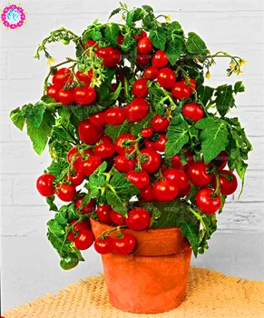 

50pcs Climbing Tomato