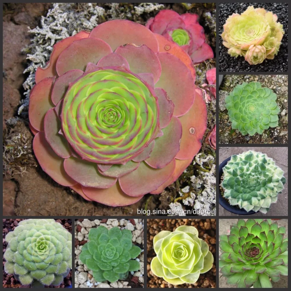 

100PCS Fresh Real Aeonium tabuliforme - Mingjing - Succulent