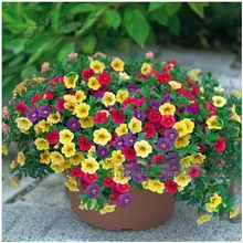 Петуния бонсай, горшечные растения, Петуния цветок Планте садовые растения, многолетняя посадка-200 Флорес