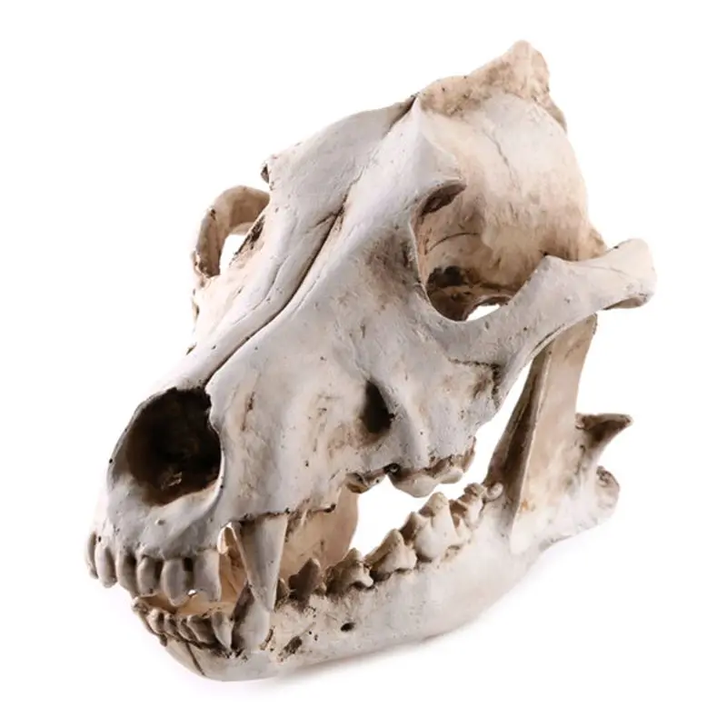 

Resin Animal Jackal Coyote Wolf Skeleton Model Teaching Learning Tool Aquarium Decoration Supplies Skeleton