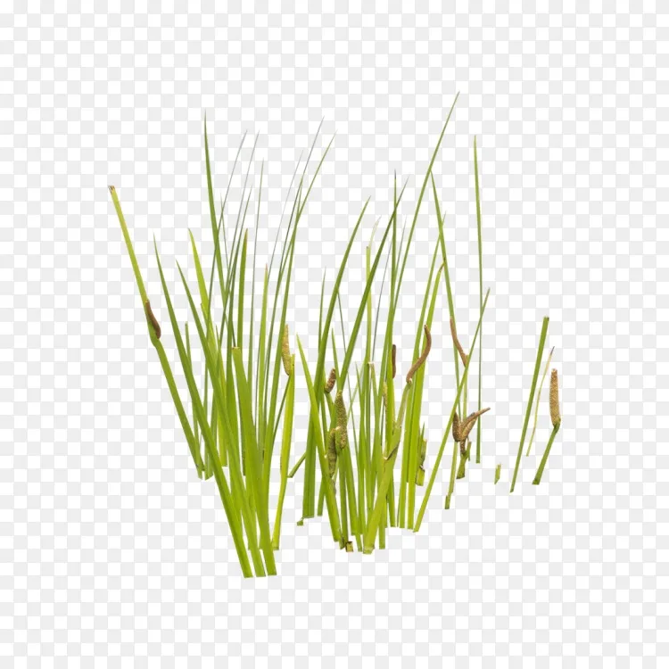 水生植物香蒲草 水生植物png图片素材免费下载 图片编号 Png素材网