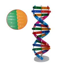 Fai da te DNA doppia elica modello strumento esperimento di scienze biologiche strumento di apprendimento dei geni umani per l'ufficio scolastico