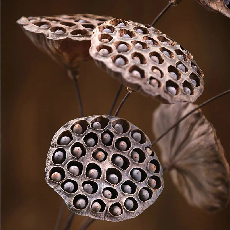 

5Pcs/set Natural Dried Lotus Plant with Seeds Bonsai Decoration Forphotography Props Home Decoration
