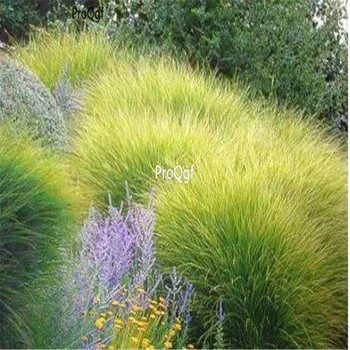 

Ngryise 5000Pcs A Set Miscanthus sinensis Morning Light