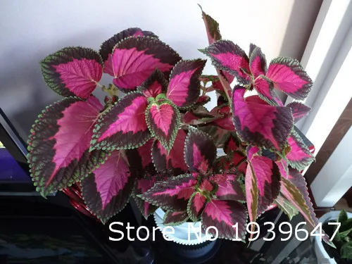 3F550FF36F98A4E64322F775A3CC1550
