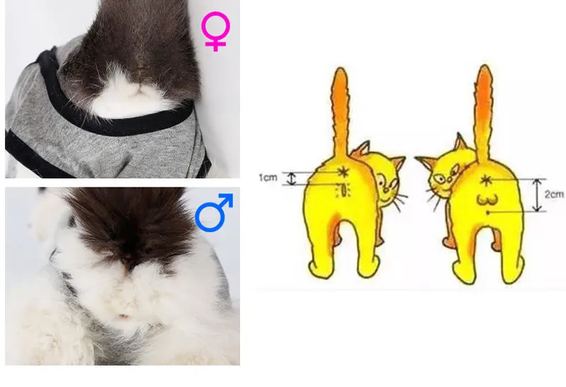 HTB1GqFzXPDuK1RjSszdq6xGLpXap