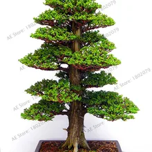 Лидер продаж! 28 шт./пакет Редкие дерево сад для домашнего бонсай японского кедра бонсай растения,# EDNH8B