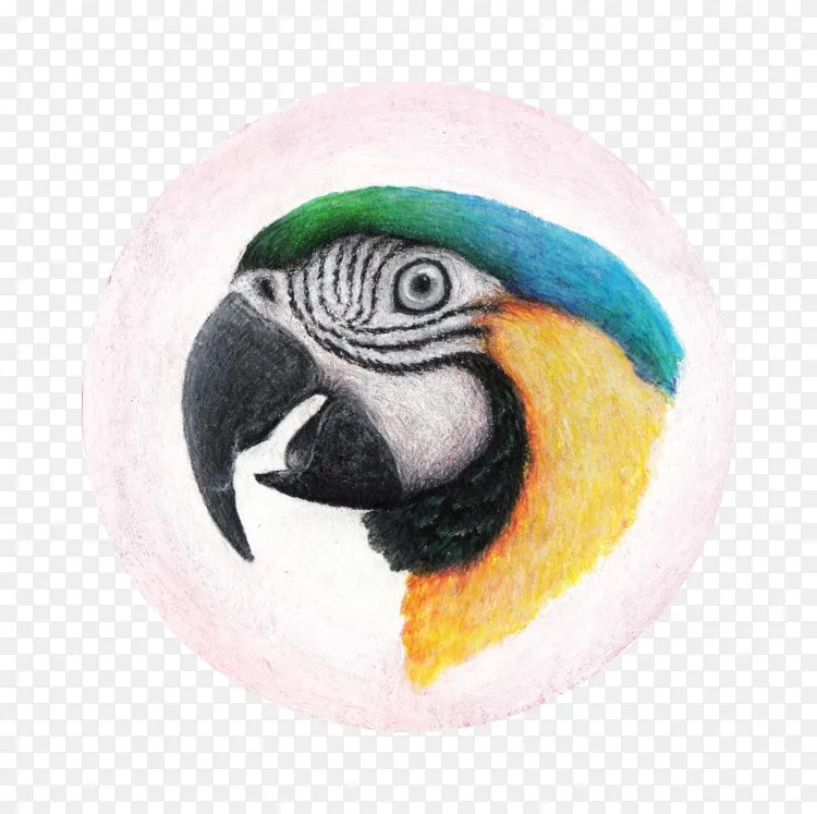 鹦鹉喙动物 鹦鹉水色png图片素材免费下载 图片编号 Png素材网