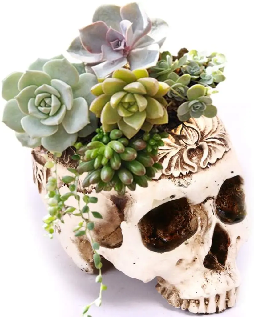 Creative Halloween Skull Head Vase Hanging Glass Hydroponic Flower Pot 3Pcs 