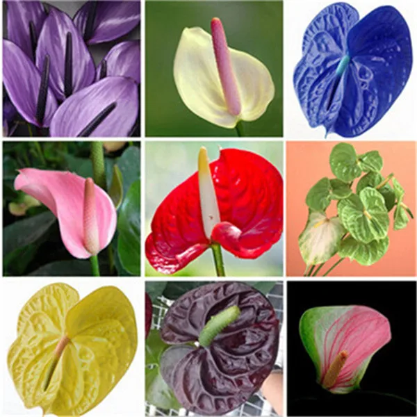 anthurium (7)