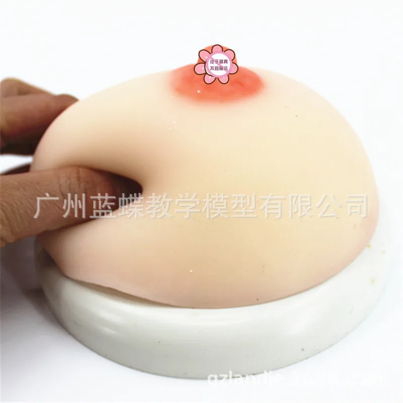 Female Breast Model Prolactin Division Training Props Nursing Teaching Model Silica Gel Artificial Breast Medicine Teaching Aids