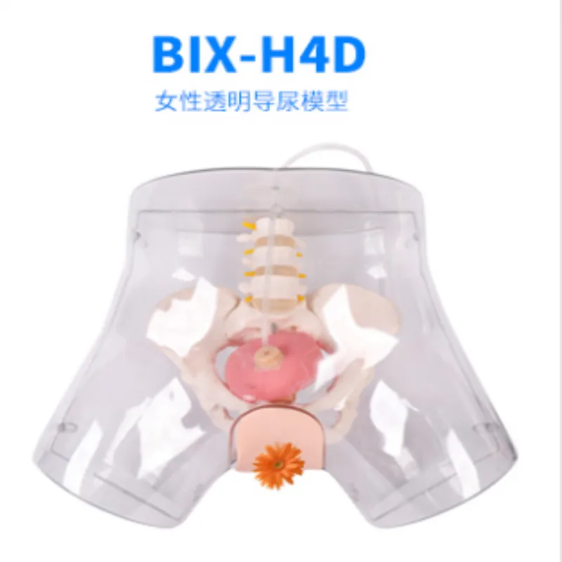 

Продвинутая медицинская тренировочная Прозрачная женская модель для катетеризации уретры, медицинский научный студенческий обучающий инструмент Chinon