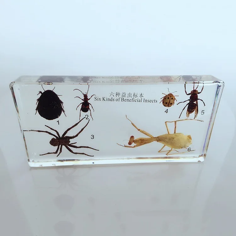 Arthropods embedded  specimen Resin Arthropods insect Embedding Specimen 
