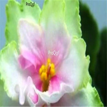 

Ngryise 8000pcs african violet