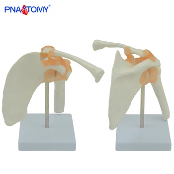 

Human shoulder model life size medical teaching tool skeleton anatomy