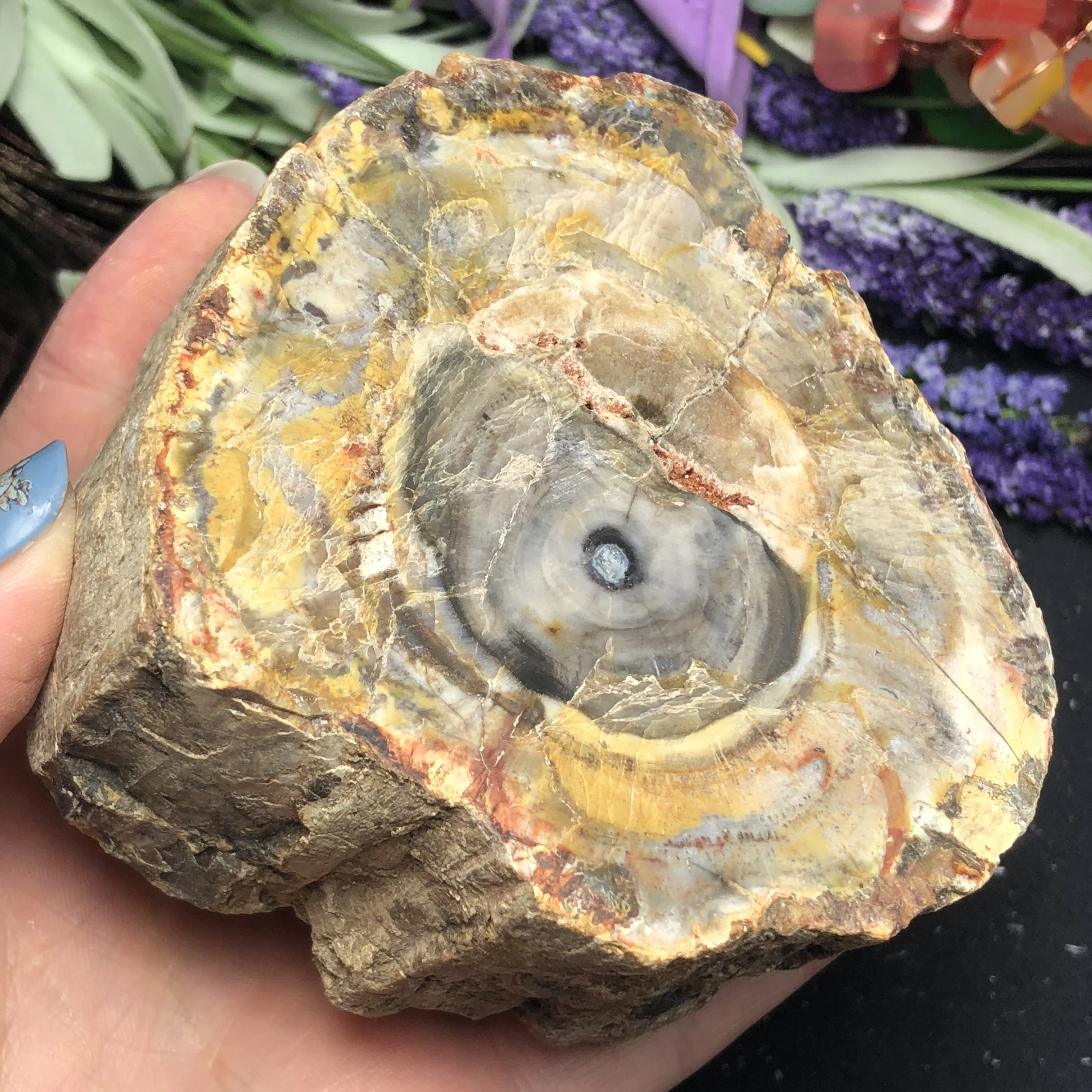 Натуральное окаменелое дерево fossil камень сырой камень, кристалл, кварц образец минерала исцеляющий рейки домашний декор