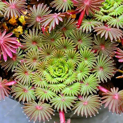 Красные Oxalis цветные цветы бонсай 100 шт Редкие Планты для сада, дома, посадки цветов oxalis растения на продажу - Цвет: 2