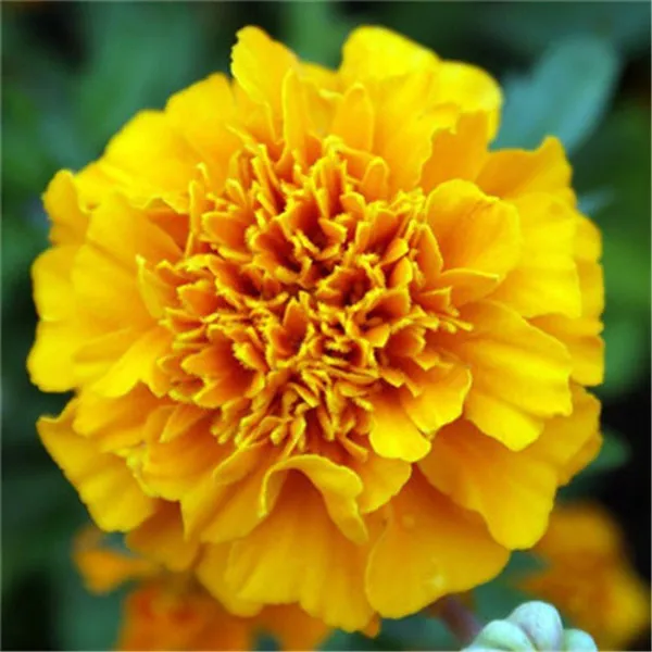 carnation (18)