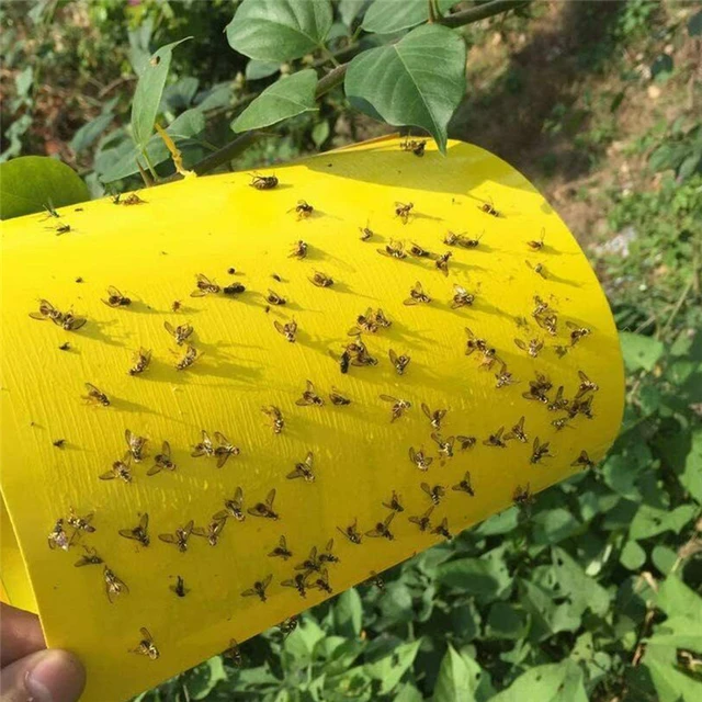 50/100 Pcs Strong Flies Traps Bugs Sticky Board Catching Aphid