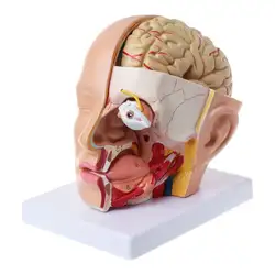Человеческая медицинская модель головы головного мозга анатомическая модель голова анатомии череп и мозги церебральная артерия