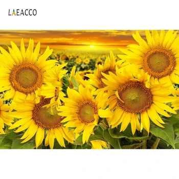 

Laeacco Sunflowers Field Sunset Dusk Scenic Photography Backgrounds Customized Vinyl Photographic Backdrops For Photo Studio