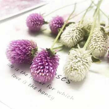 

60pcs Dried Pressed Flower White&Fuchsia Gomphrena globosa Linn. For Jewelry Photo Frame Phone Case Bookmark Making DIY