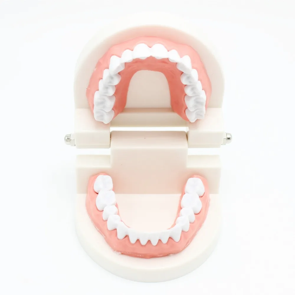 Высокое качество пресс-форм, способный преодолевать Броды для взрослых зубов Модель Стандартный стоматологический обучения, изучения Typodont демонстрационная модель