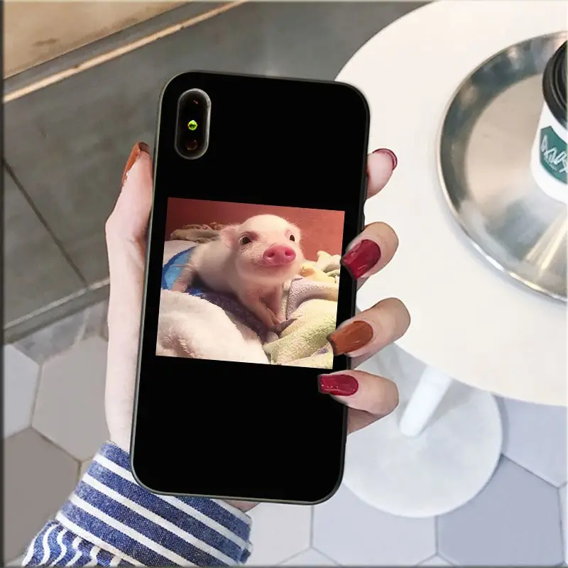 Cute Little Pink Pet Pig