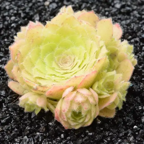100 шт свежий настоящий Aeonium tabuliforme Oo-Mingjing-Succulent F