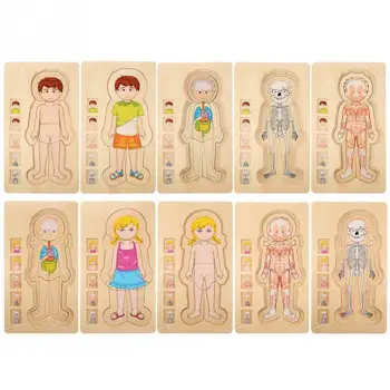 

Wood Children Puzzle Human Body Structure Multilayer Brick Toys Children Early Education Intelligent Learning Cognition Toys