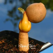 Промо-акция! 100 шт./пакет небожитель растений-кактус сад-горшечные растения с защитой от радиации бонсай Горшок Кашпо,# TMOMEZ