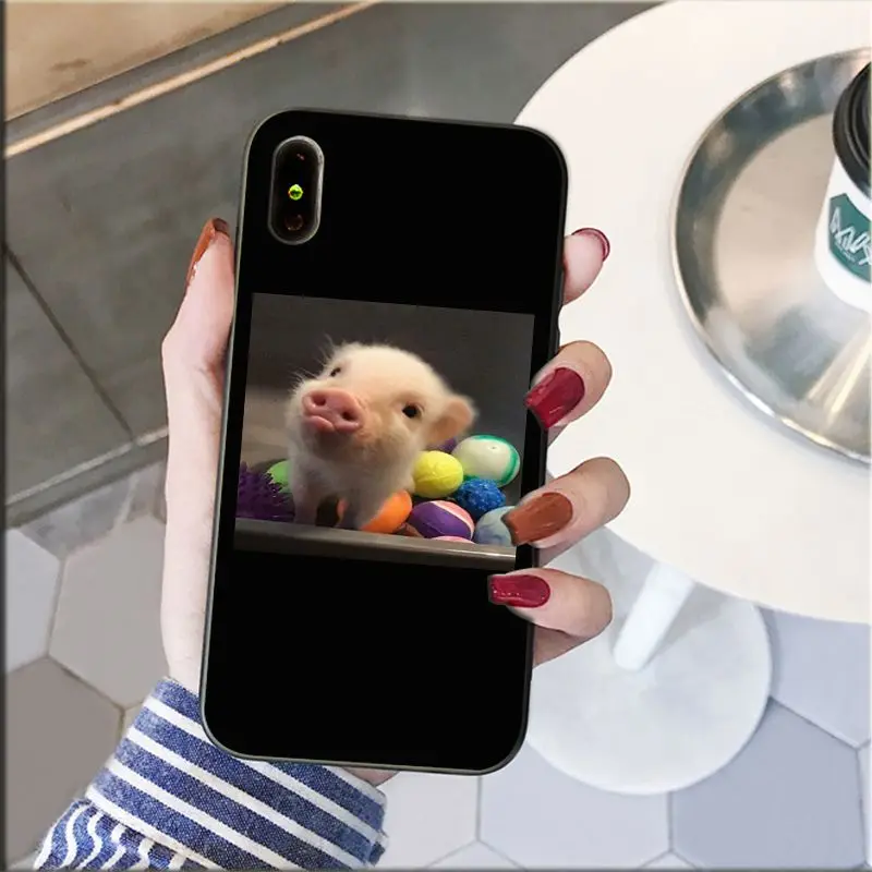 Cute Little Pink Pet Pig